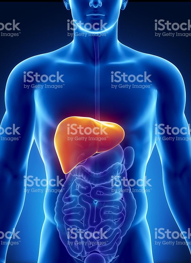 male-liver-anatomy-with-digestive-organs-picture-id153054082.jpg