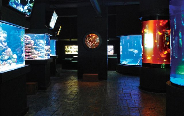 Interactive-Aquarium-002-932x587.jpg