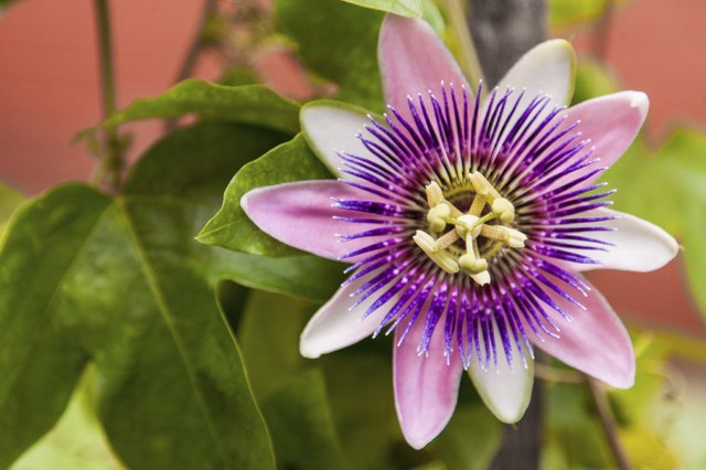 passionflower-variety.jpg