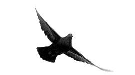 roadsidediscoveries003_transparentpigeon.png