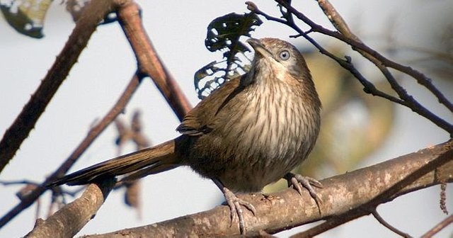spiny_babbler_jt.jpg