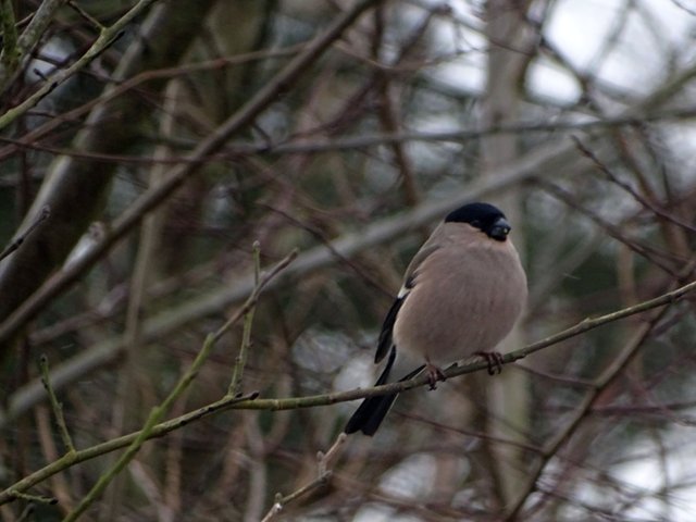 bullfinch-female.JPG