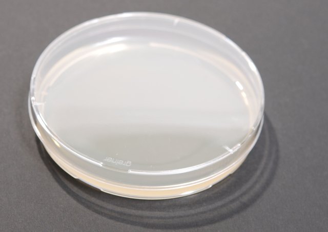 LB_agar_plate.jpg