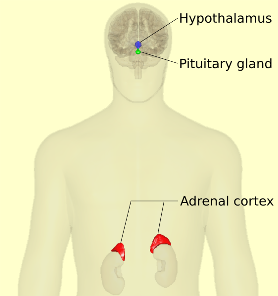 HPA-axis_-_anterior_view_(with_text).svg.png