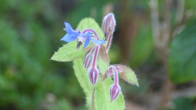 25082017-borage.JPG