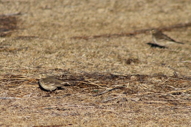 AmericanPipit2.JPG