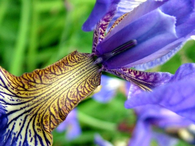 Blue_Bearded_Iris,_Chelsea_Flower_Show.jpg