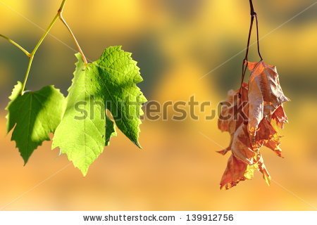 stock-photo-concept-of-life-and-death-two-leaves-in-the-vineyard-over-autumn-background-139912756.jpg