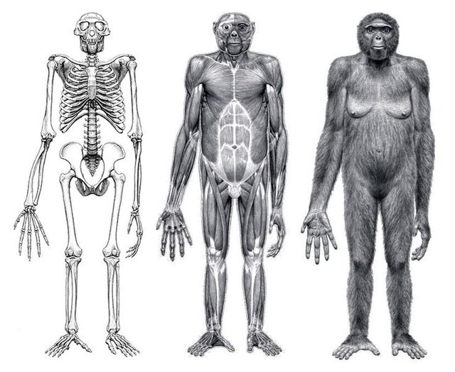 Ardipithecus ramidus.jpg