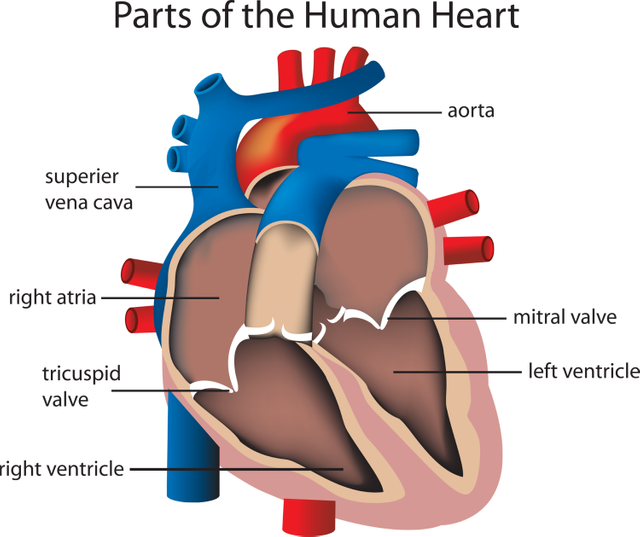 human_system_circulatory_6069.png