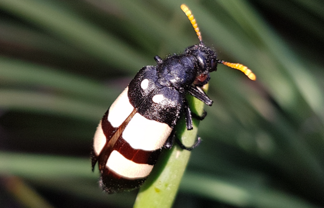 Coleoptera Meloidae Blister Beetles Of South Africa