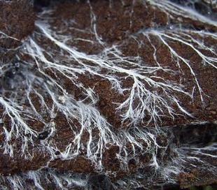 Fungal_hyphae_620.jpg