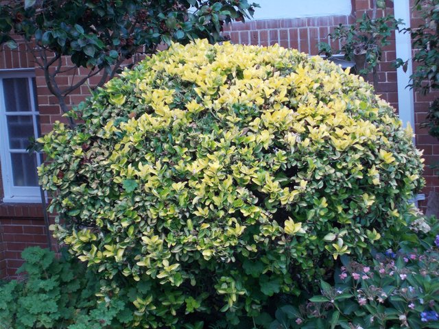 Euonymus Not All Colour In Your Garden Comes From Flowers Steemit