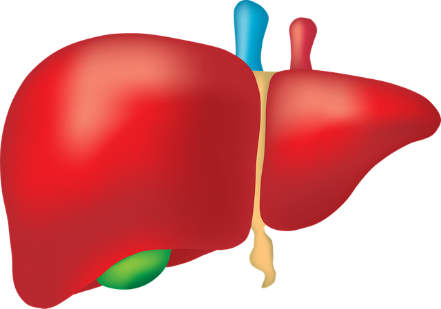 liver-2934612_960_720.png