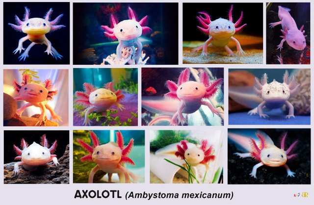 axolotl-cuteness-compilation.jpg