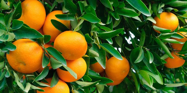 fctg-citrus.jpg