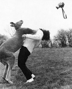 8fce1700c62f12e69bc264664881cb07--kangaroos-funny-animals.jpg