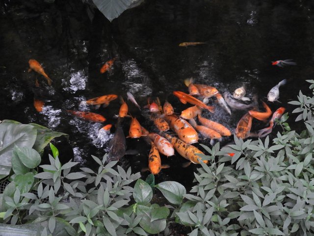 Koi pond.JPG