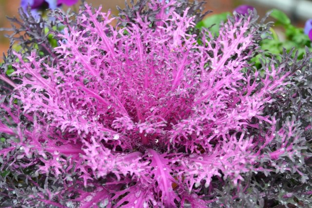 Ornamental_Kale_(8438757612).jpg