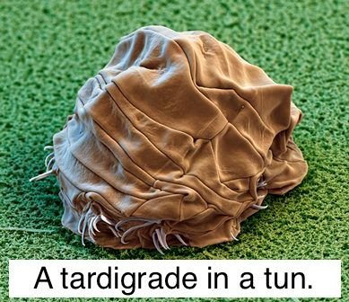 Tardigrade-Cryptobiotic-Tun.jpg