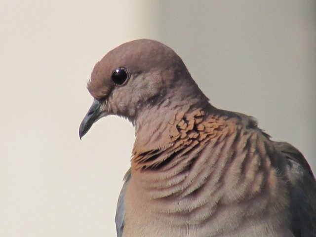 Pigeon.JPG