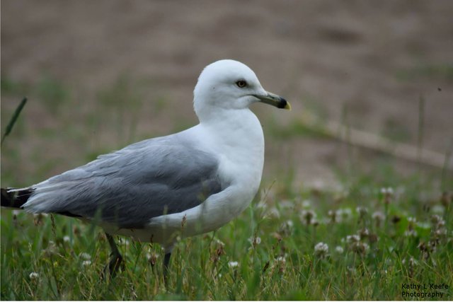 seagull.jpg