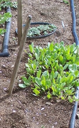 West Herb - lemon balm, bee balm, bible plant, tansy, catmint, comfrey Bible crop April 2006.jpg