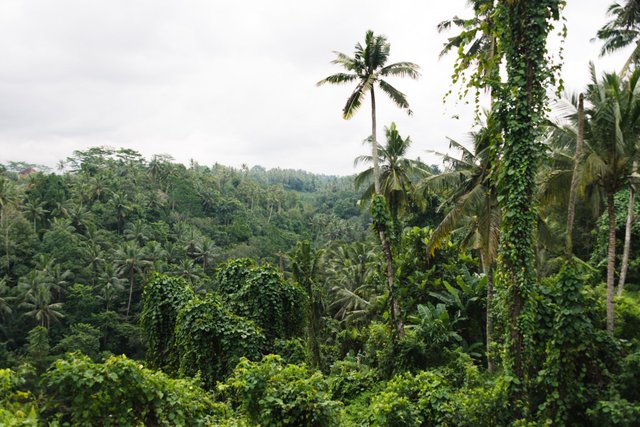 UBUD (6 of 15).jpg