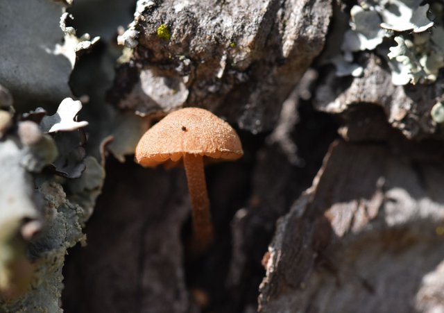 mushroom cork bark 1.jpg