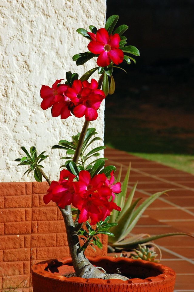 Flor del Desierto o Adenium Obesum / Lo que Debe Saber (consejos útiles) —  Steemit