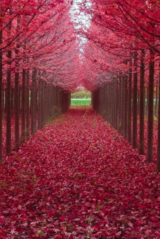 Tunnels of Trees 4.jpg