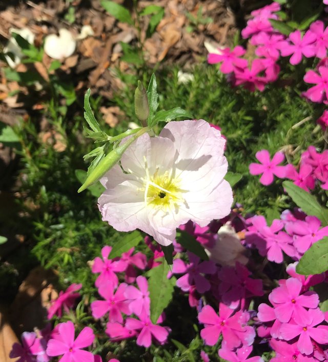 april flowers - primrose and pinks.JPG