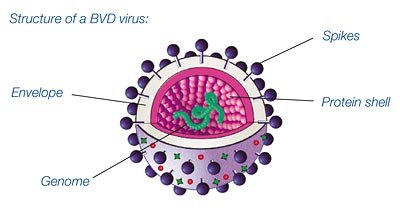 BVD_Virus.jpg