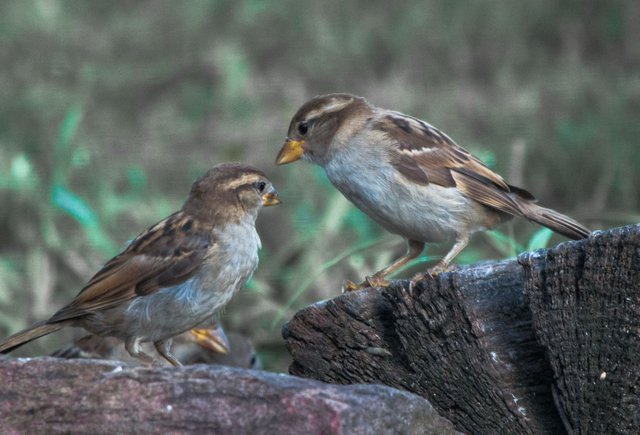 twosparrows.JPG