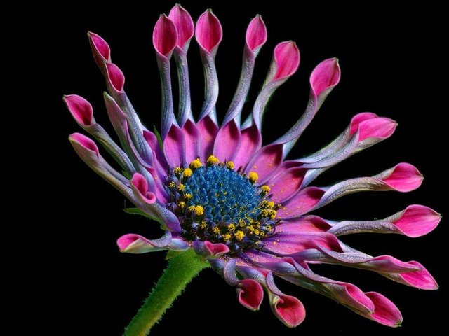 african-daisy-flower-nature-flora-41960.jpeg