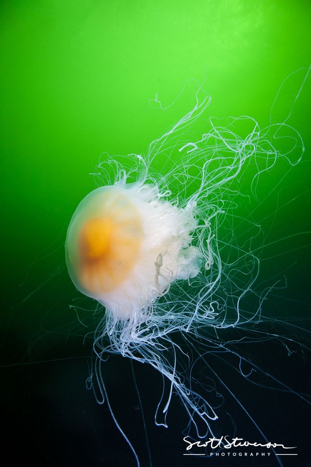 Fried Egg Jellyfish-2.jpg