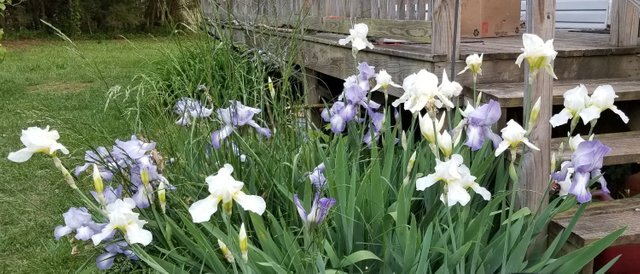 20180509_183859 - Blue and white irises.jpg