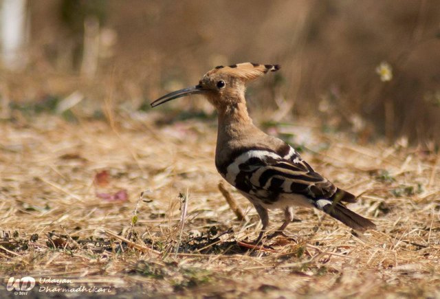 hoopoe.jpg