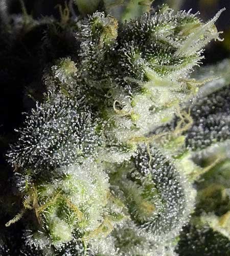 trichomes-closeup-on-purple-bud-ready-med.jpg