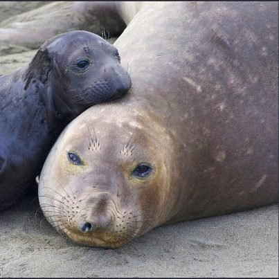 baby walrus with Mother.png