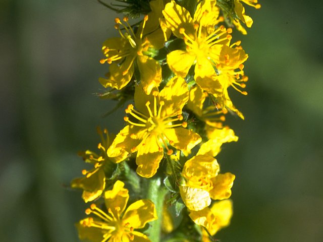 Agrimony2AW86_1.jpg