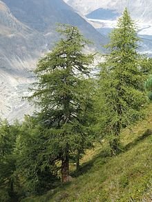 Larix_decidua_Aletschwald.jpg