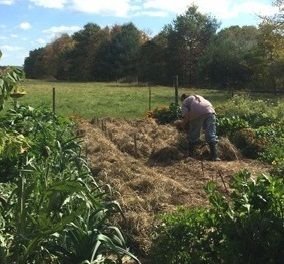 Pam_mulching_garlic_framed_crop._2014.jpeg