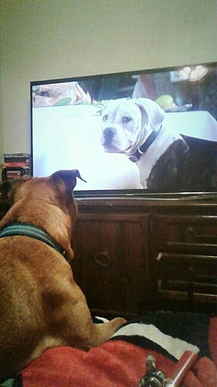 I as of late found that my protect, Blaze, loves to observe Homeward Bound. He sits and watches the whole thing, this is my third time viewing with him..jpg