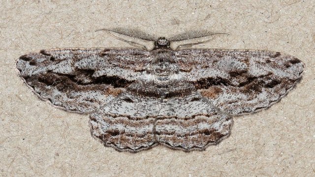 Scioglyptis chionomera BY MV Light Tas 2017-10-03.jpg