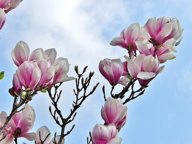 magnolia-3261086_960_720.jpg
