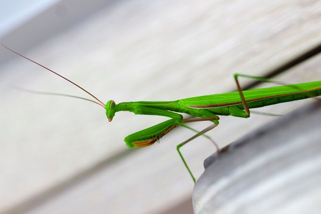 stock-photo-super-mantis-223196705 (1).jpg