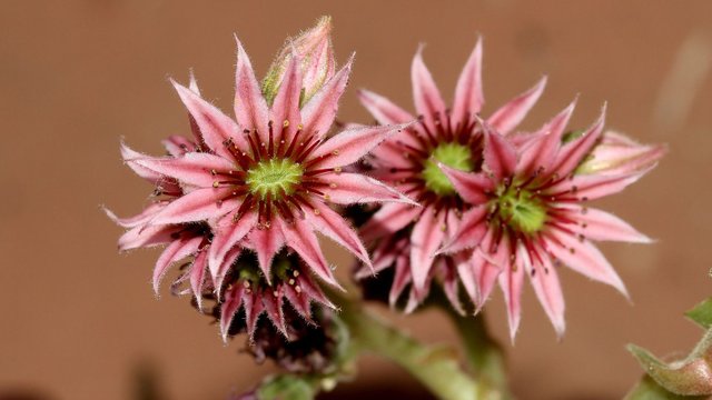 Plant 168 Sempervivum 2018-04-05 n4.jpg