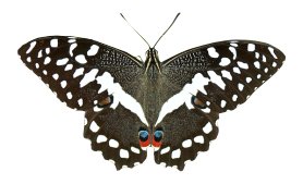 Butterfly Cirus Swallowtail H169 P1.jpg