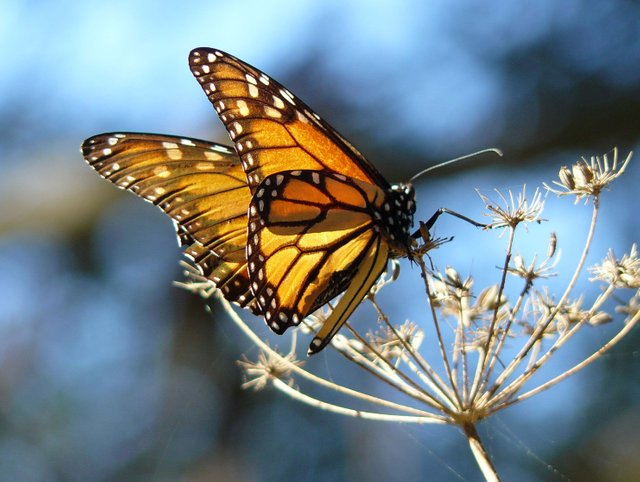 monarch_butterfly_docentjoyce_wikimedia_commons_CC_BY_FPWC.jpg